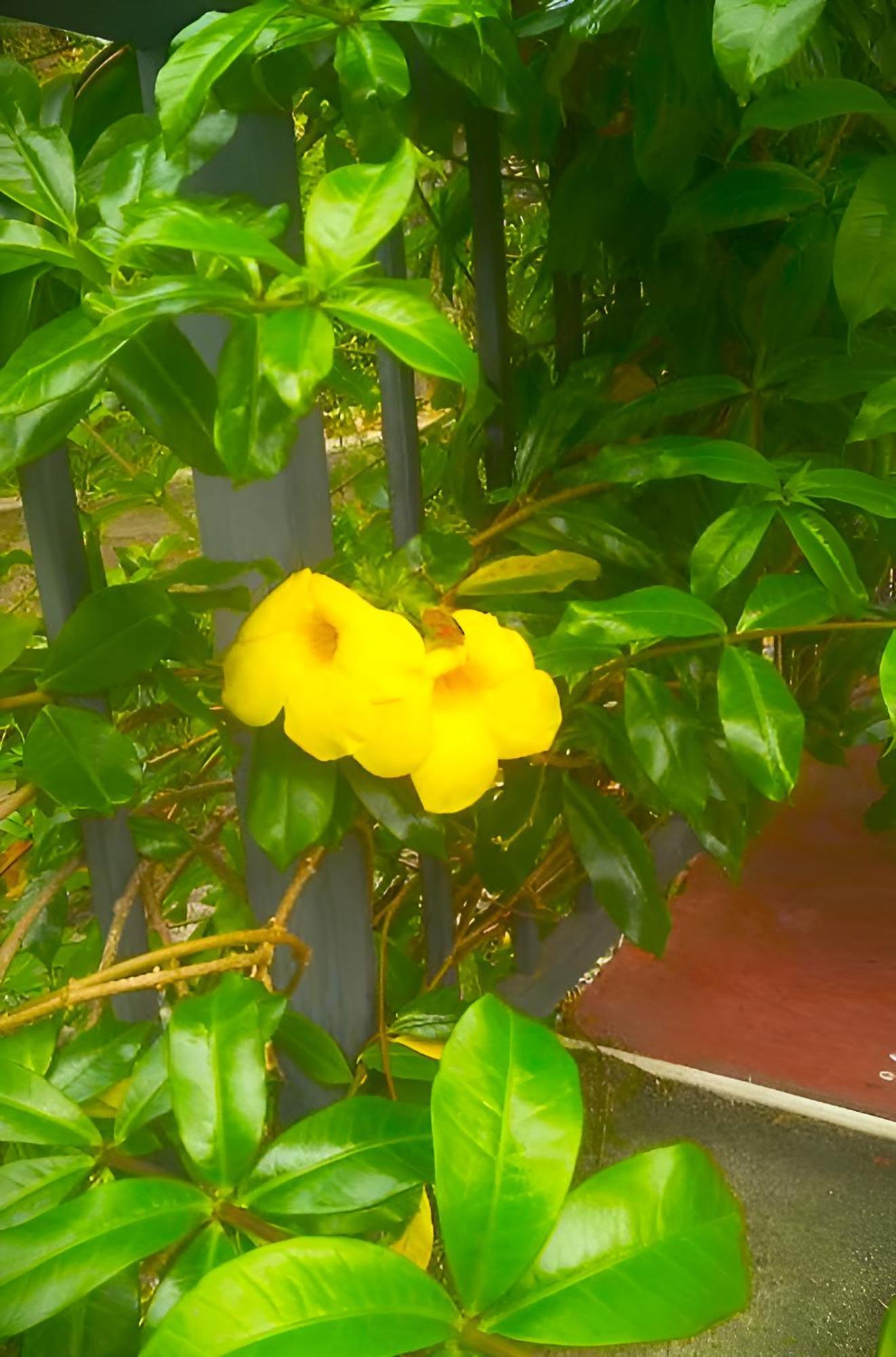 Senehas Homestay Ella Exterior foto